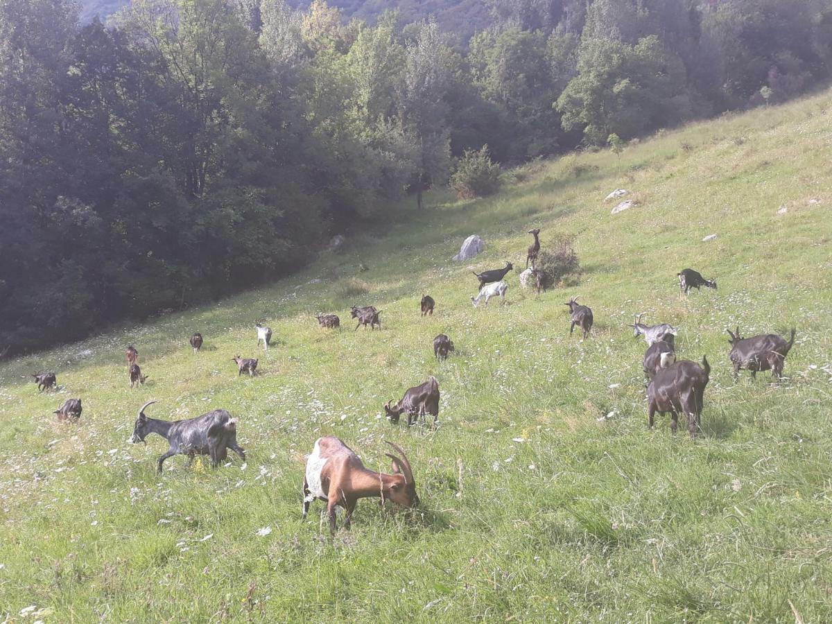 Apartmaji Berginc Kobarid Exteriör bild